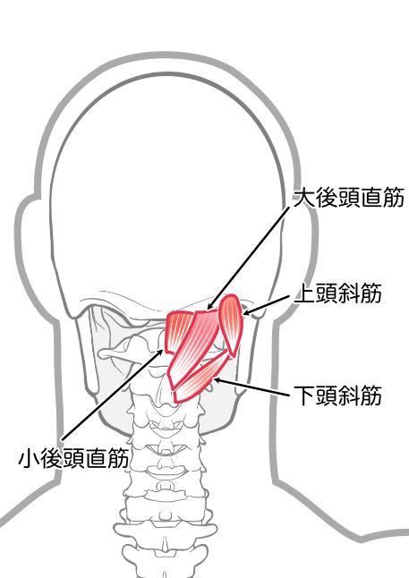 後頭下筋群