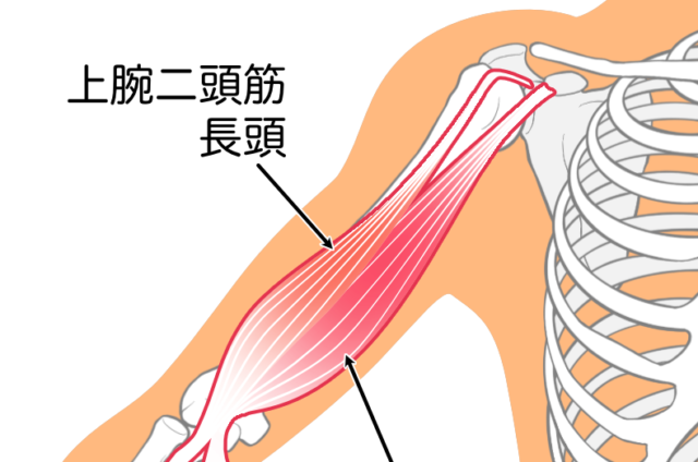 上腕二頭筋