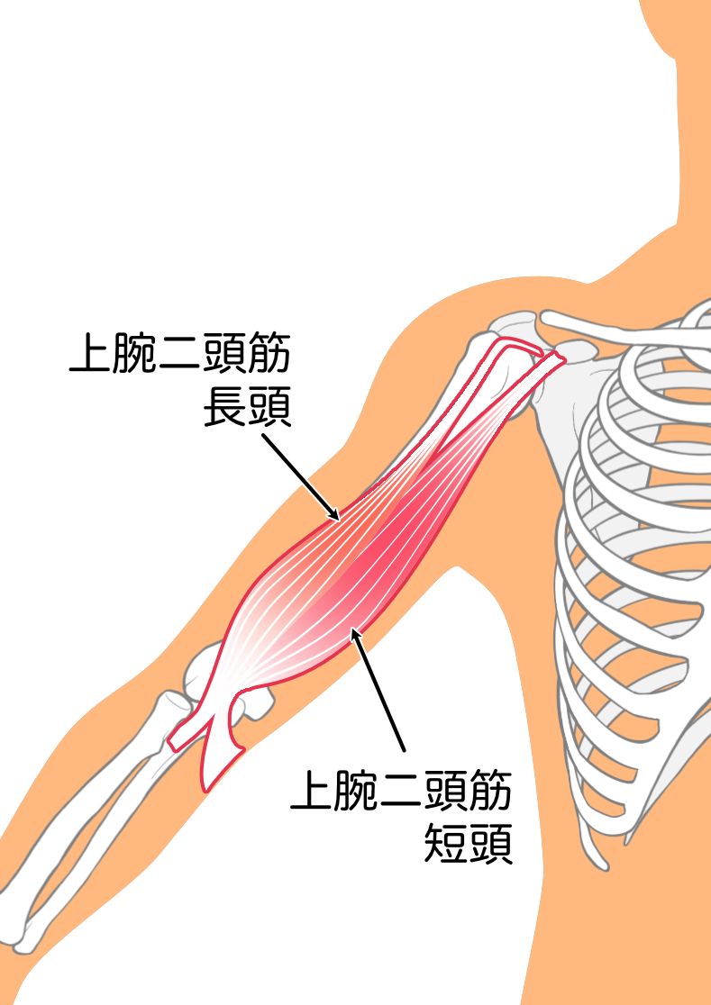 上腕二頭筋